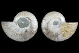 Agate Replaced Ammonite Fossil - Madagascar #145825-1